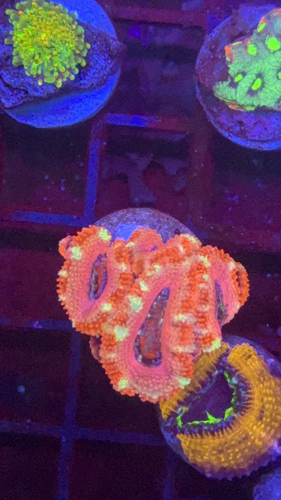 Acanthastrea kirby