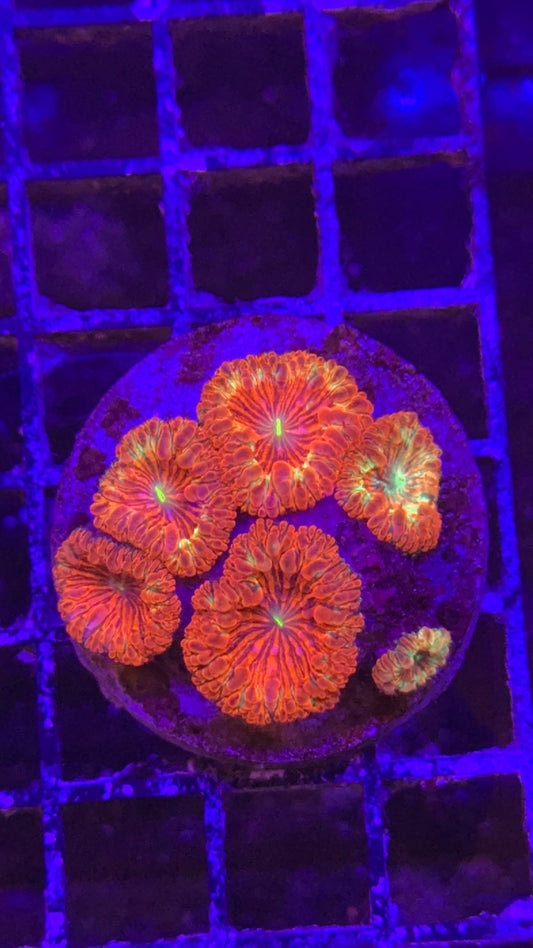 Blastomussa flamethrower colonia