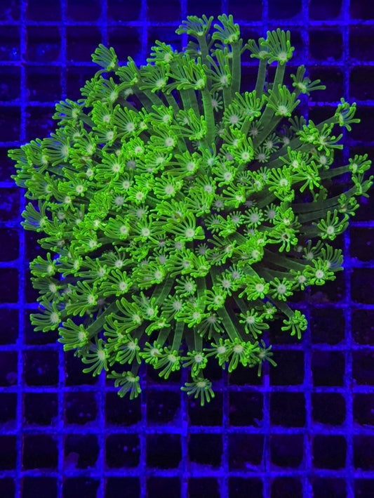 alveopora pink monster neon colonia 1
