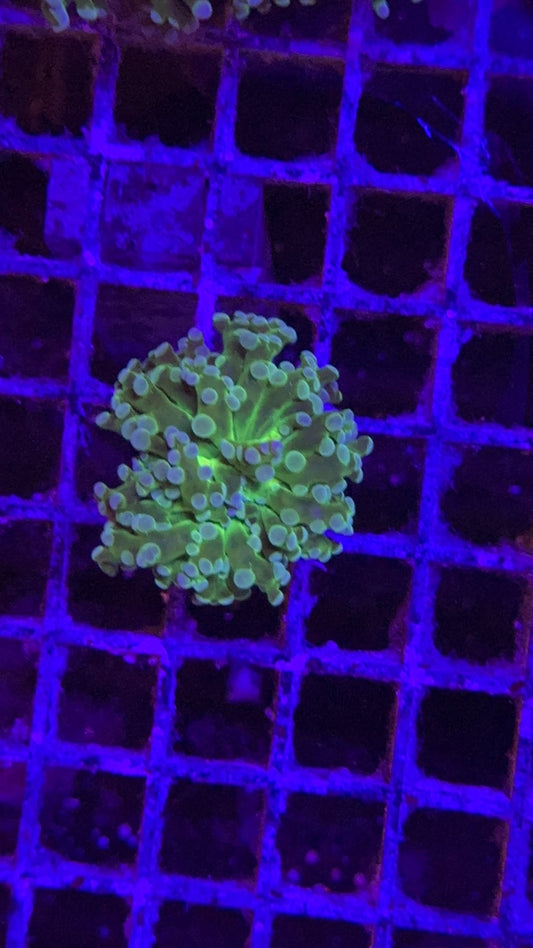 frogspawn toxic center 1