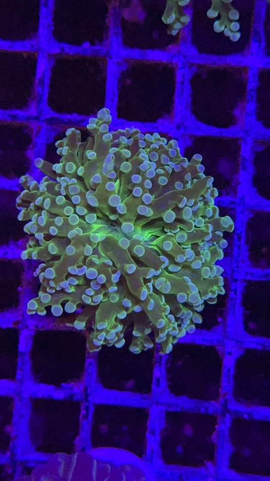 frogspawn toxic center 2