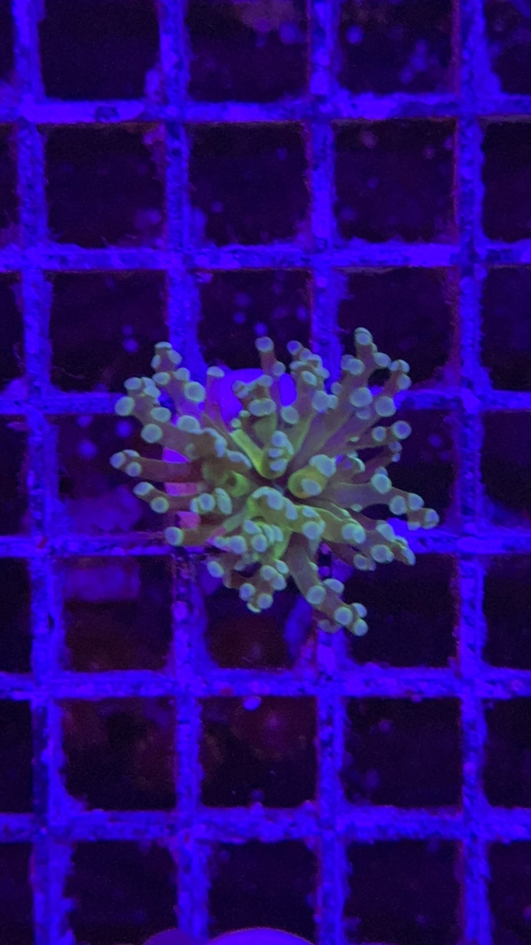 frogspawn toxic center 3