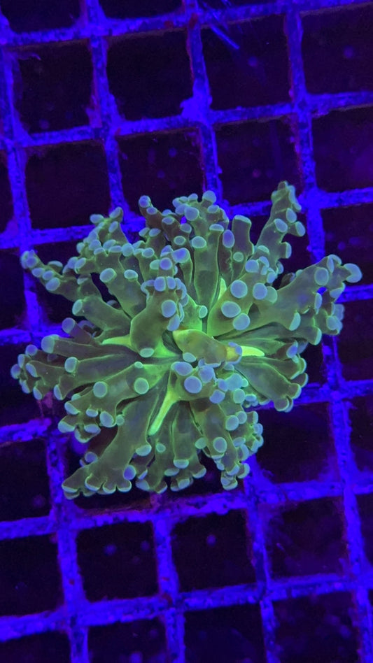 frogspawn toxic center 4