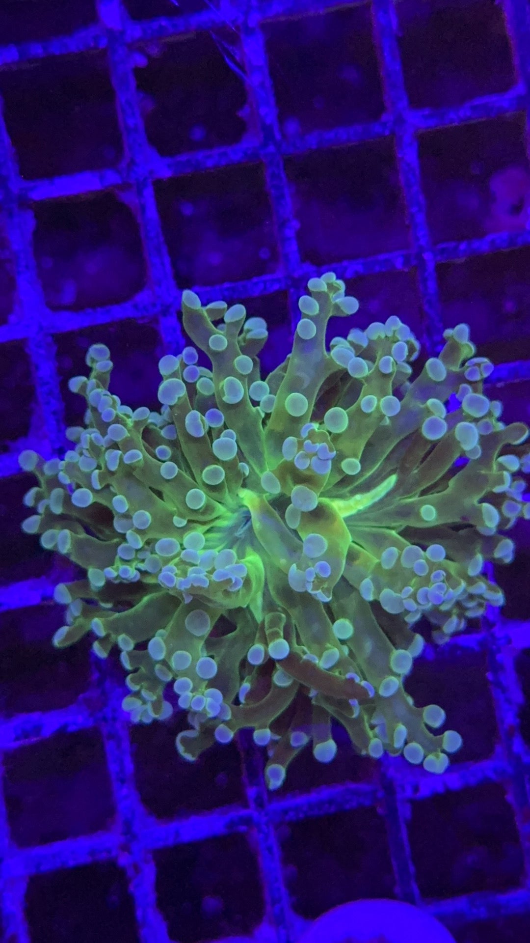 frogspawn toxic center 5