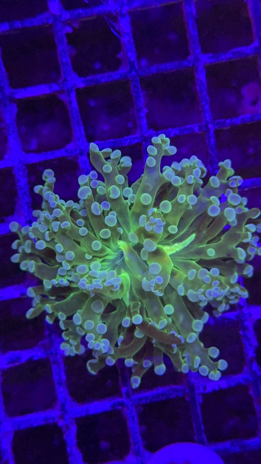 frogspawn toxic center 5