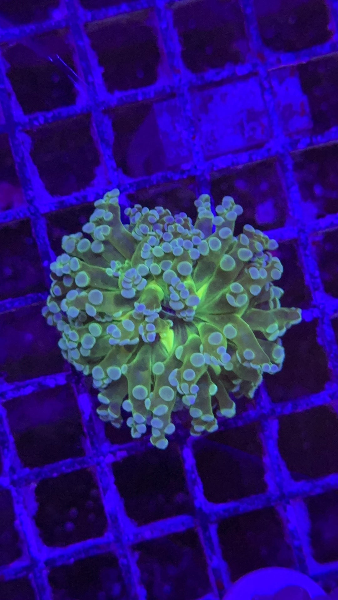 frogspawn toxic center 6