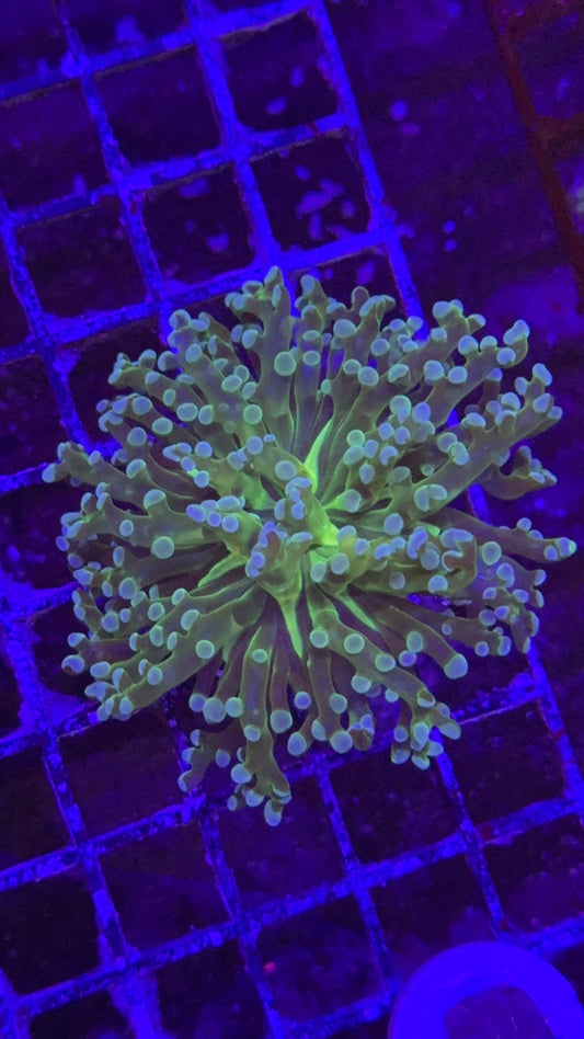 frogspawn toxic center 7