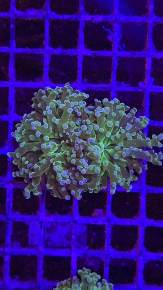 frogspawn toxic center 8