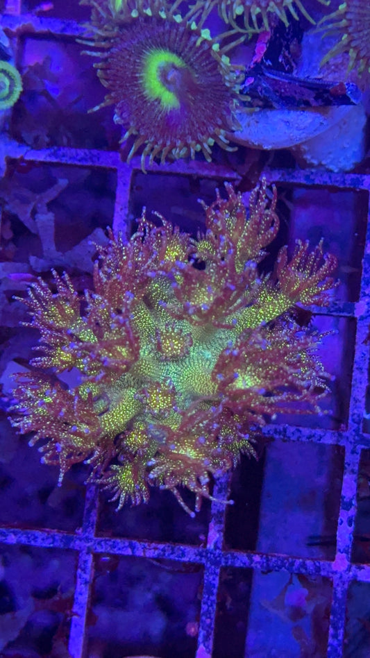 Goniopora glitter