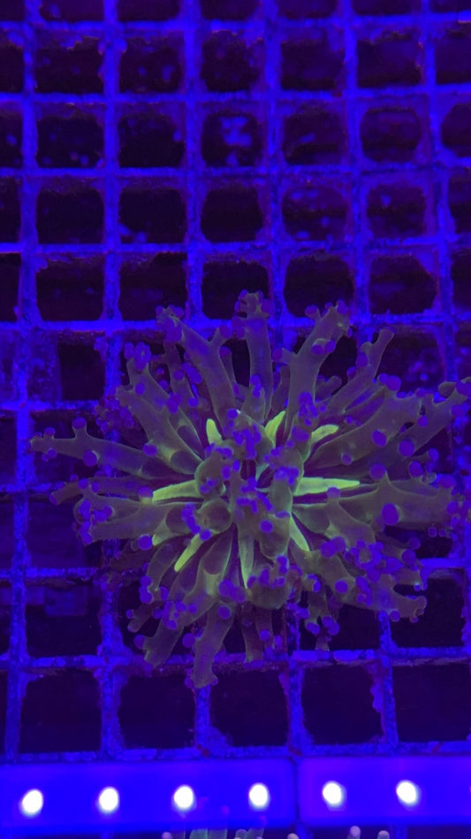 frogspawn super star 4