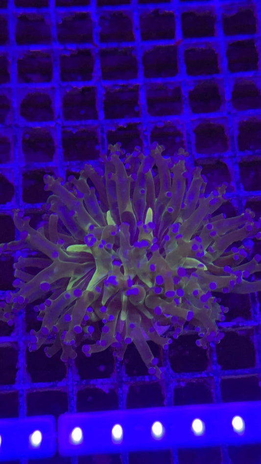 frogspawn super star 5