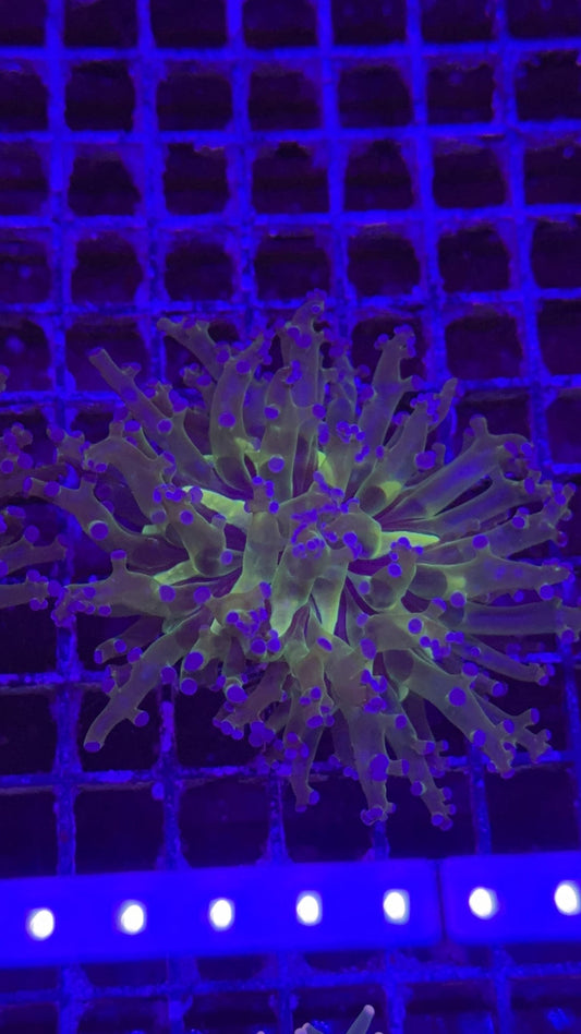 frogspawn super star 6