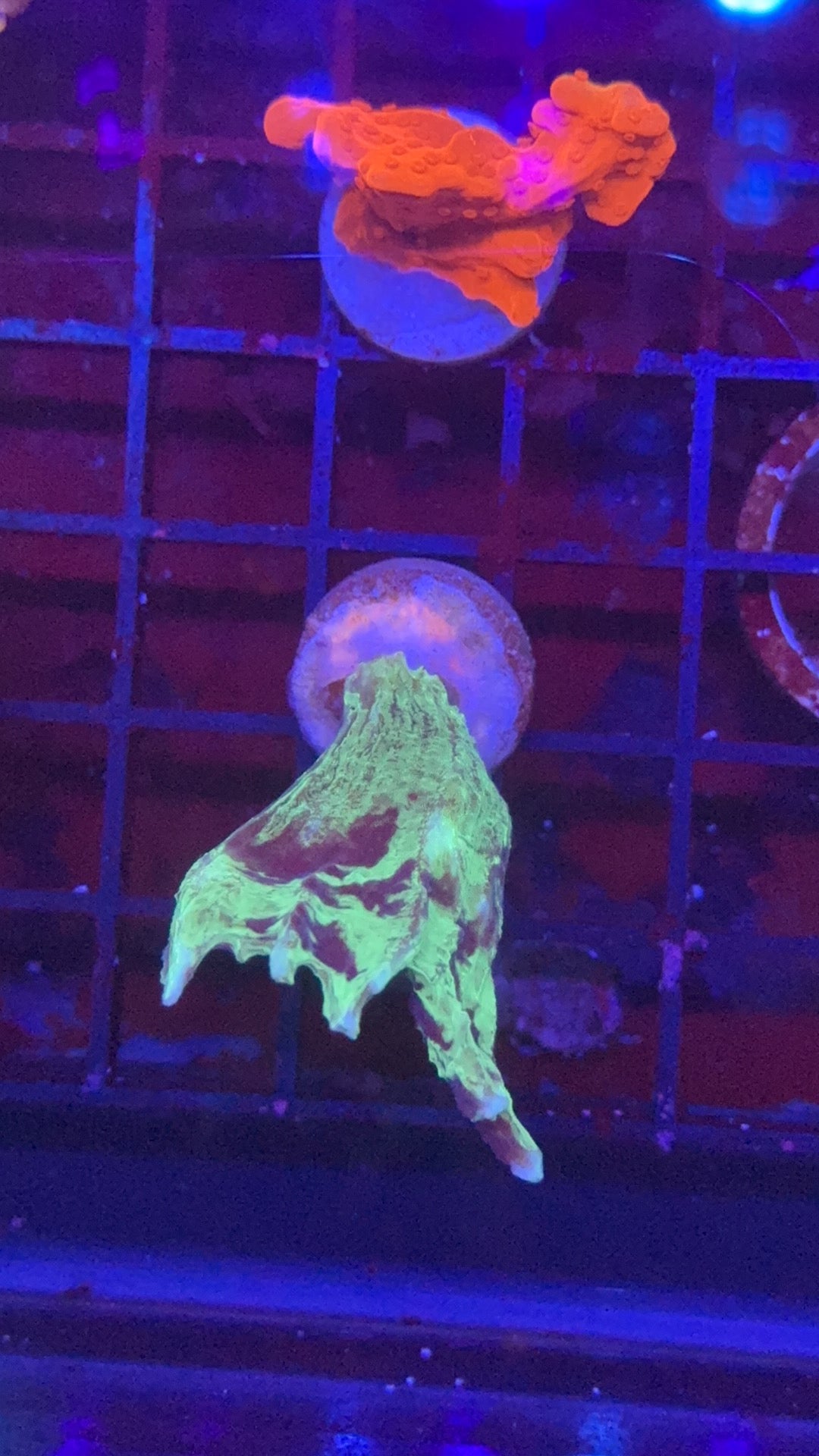 Pectinia extreme grafted