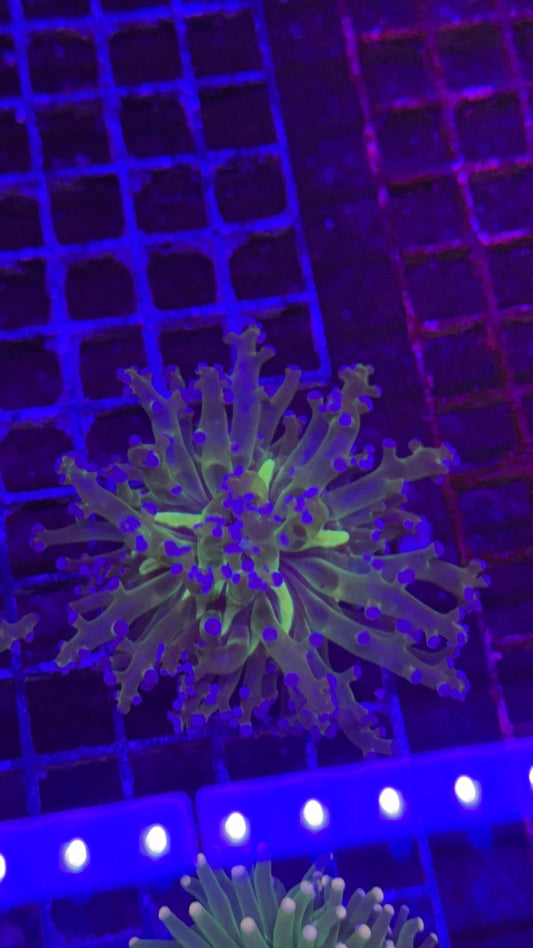 frogspawn super star 7