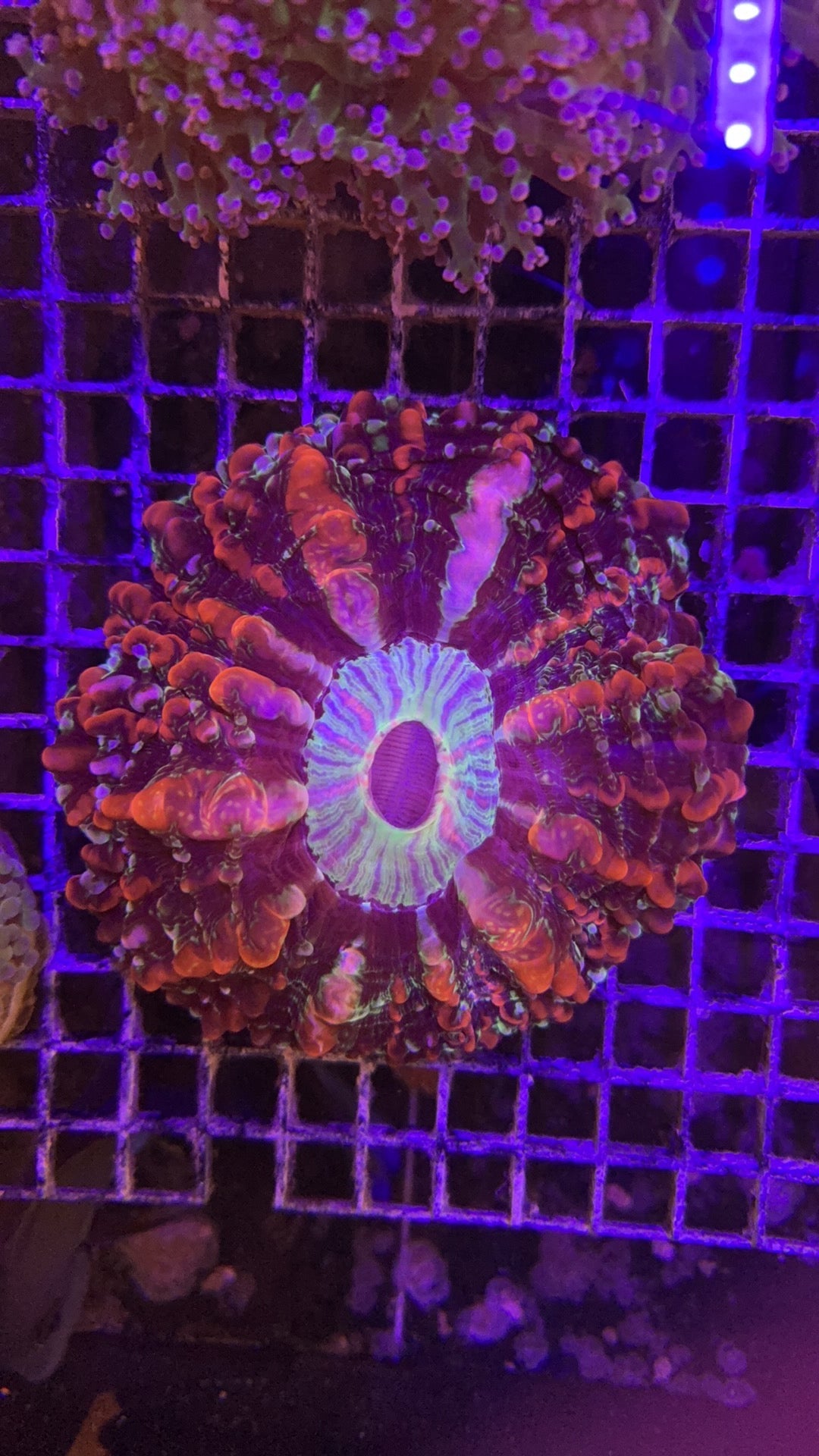indophyllia kaleidoscope ultra
