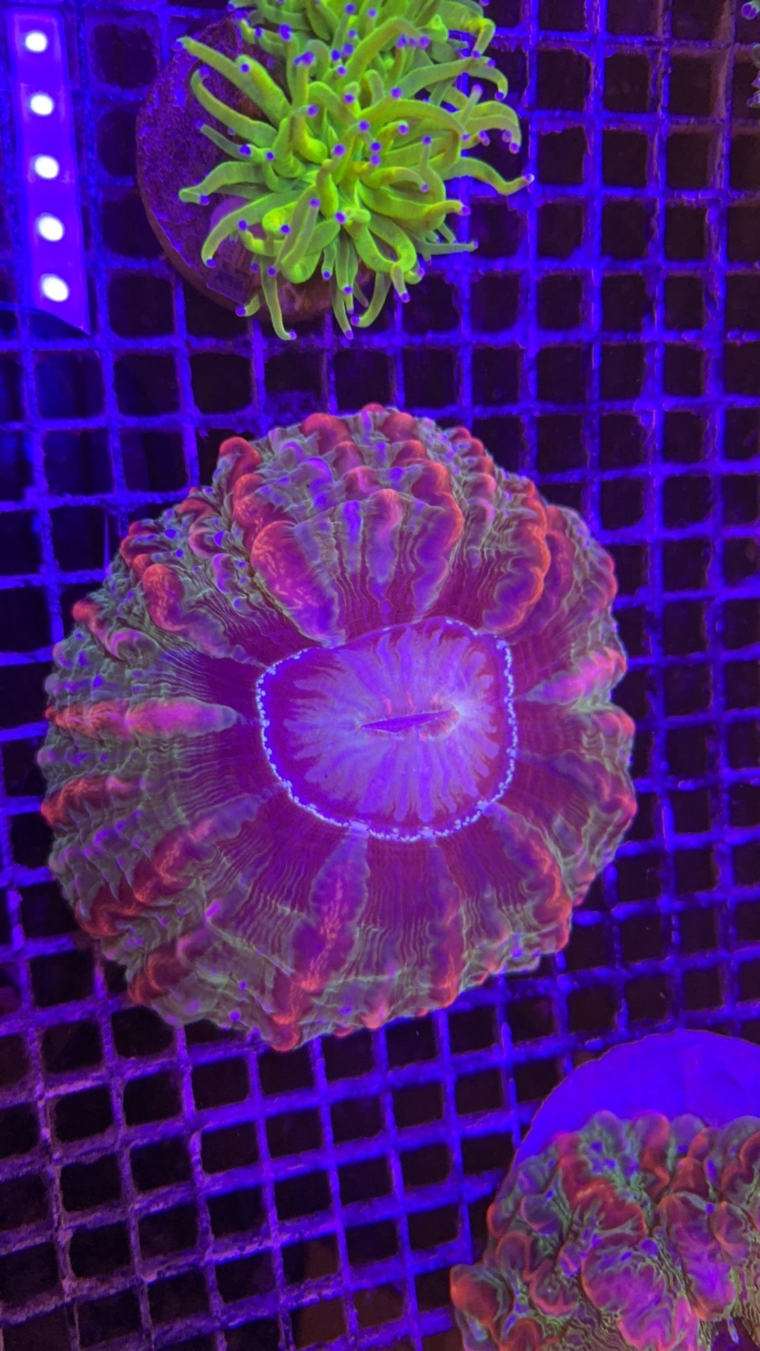 indophyllia purple rainbow