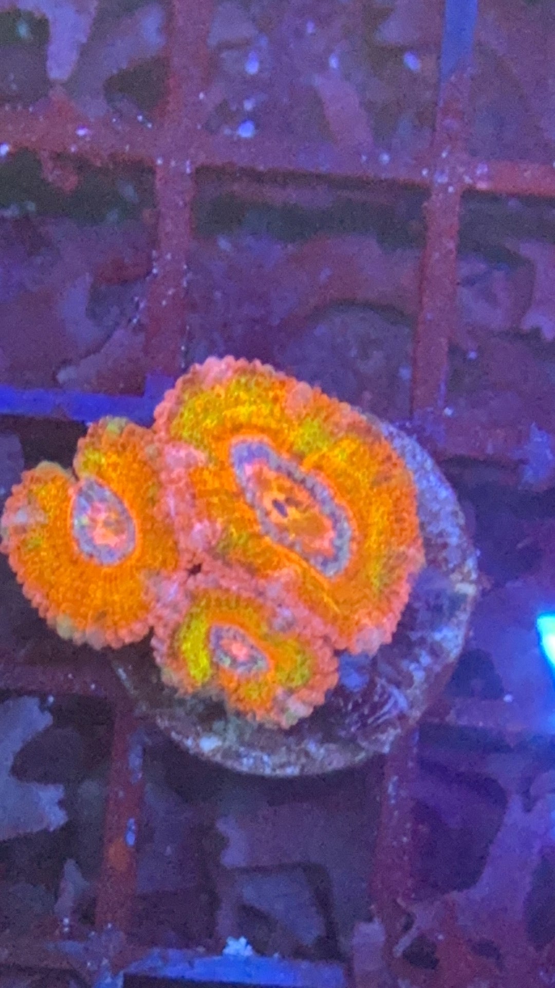 Acanthastrea candy crush