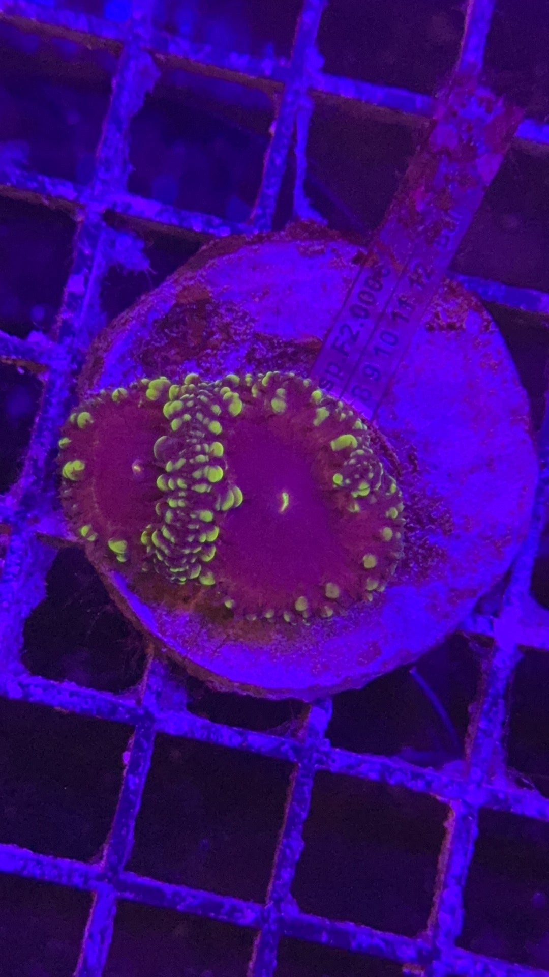 Blastomussa golden ticket
