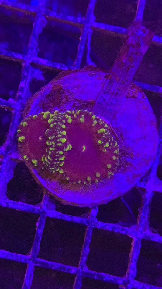Blastomussa golden ticket