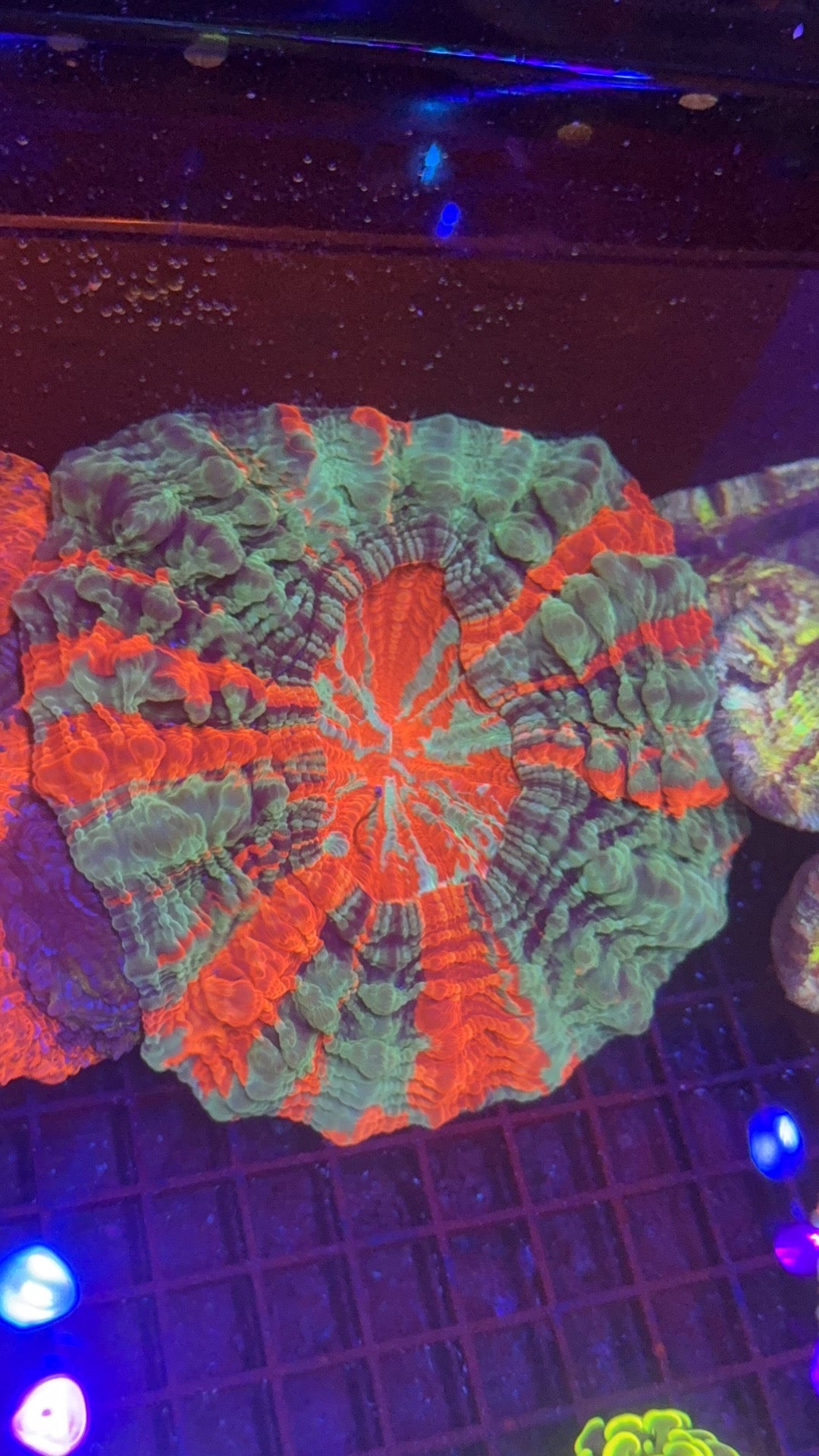 Acantophyllia Rainbow