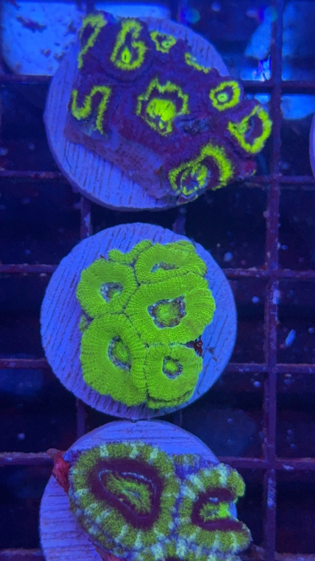 acanthastrea green 9
