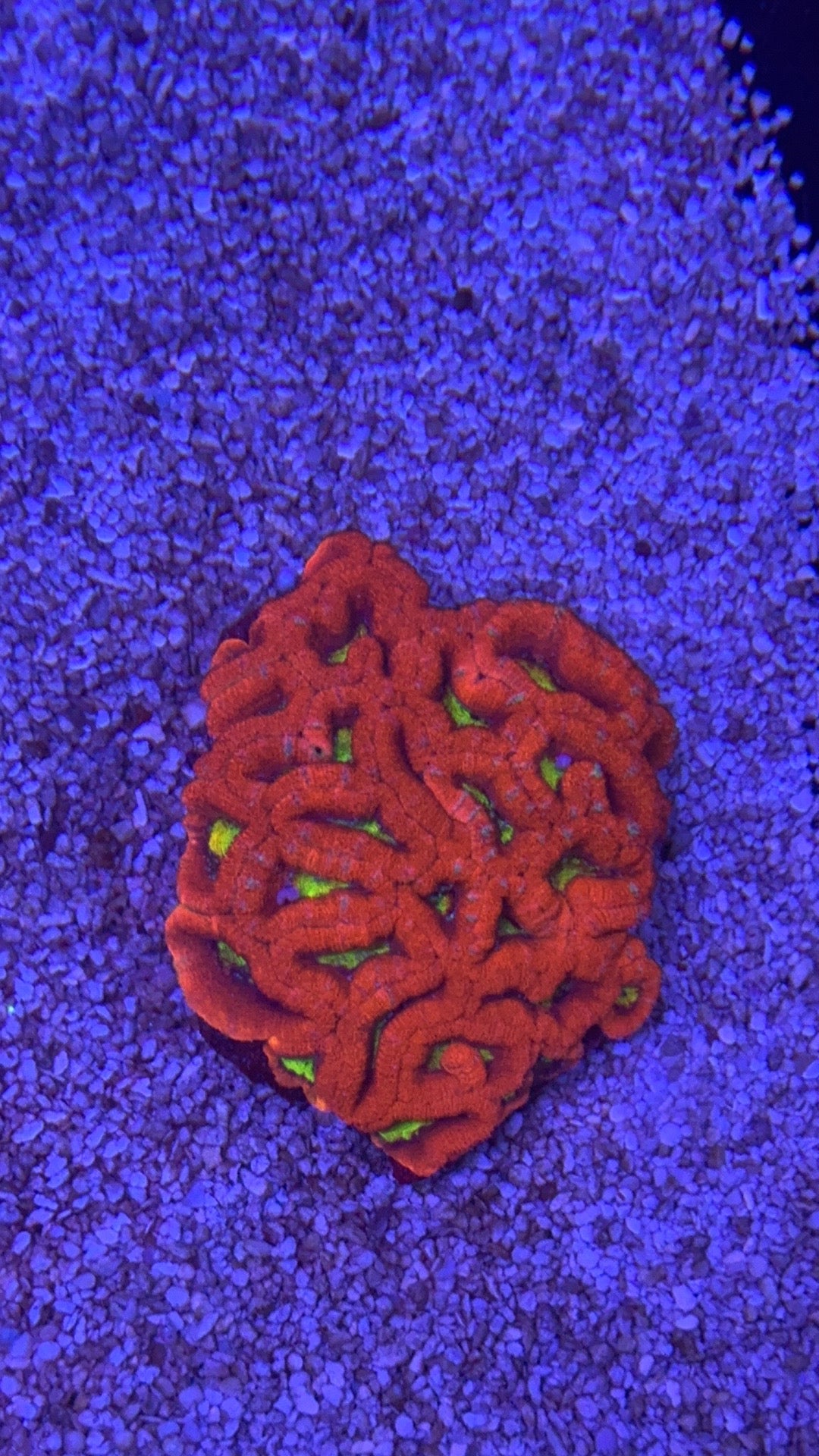 acanthastrea screamin demon colonia