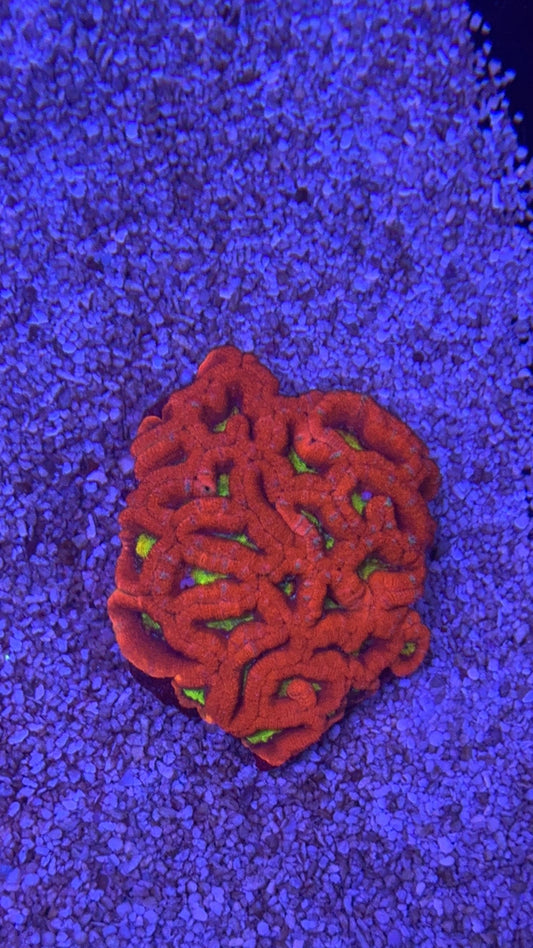 acanthastrea screamin demon colonia