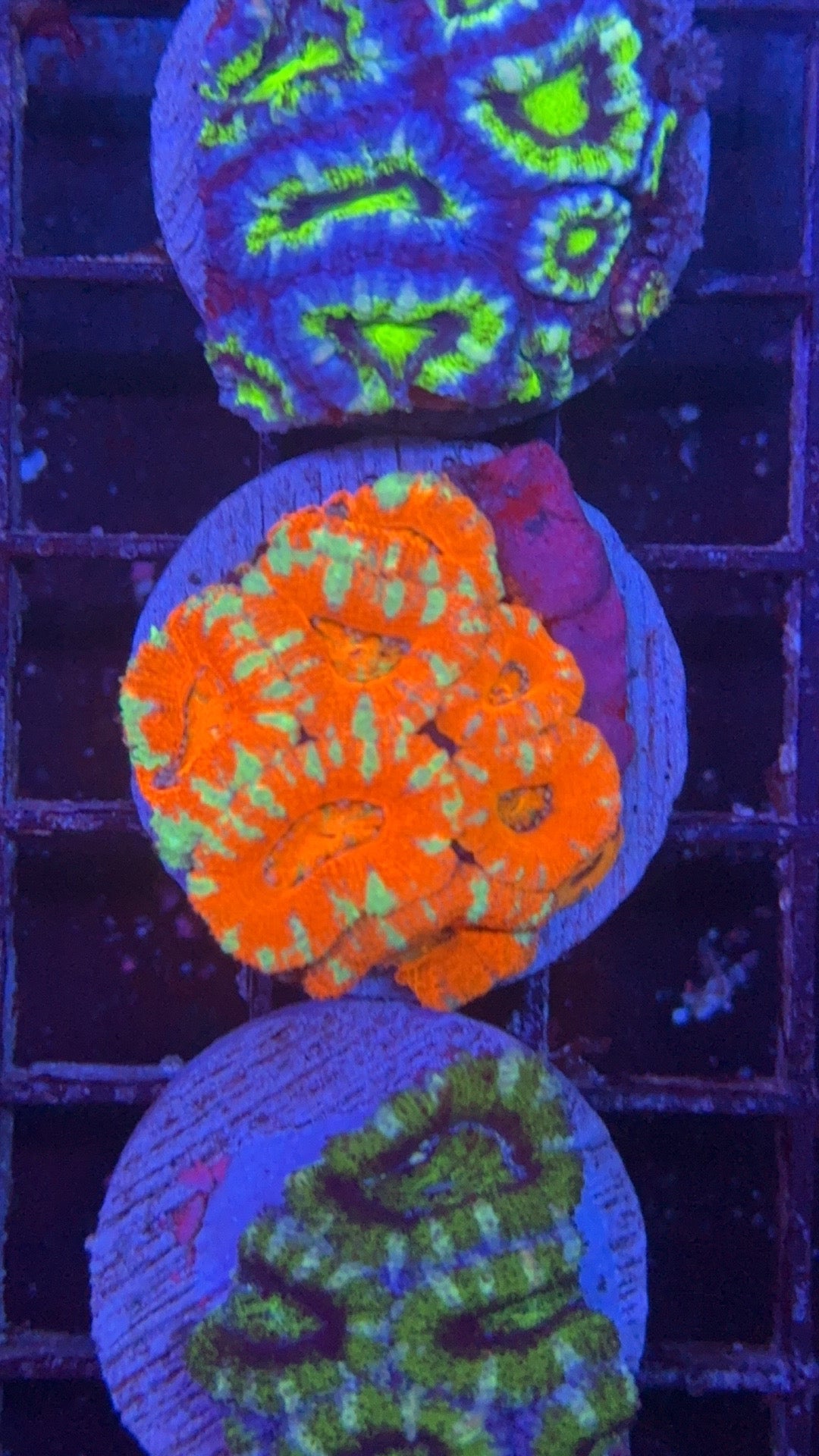 acanthastrea ultra 14