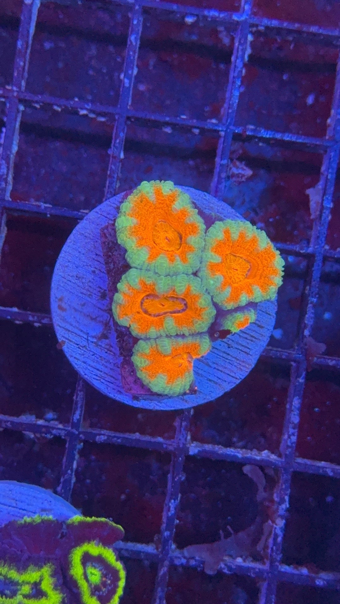 acanthastrea ultra 17
