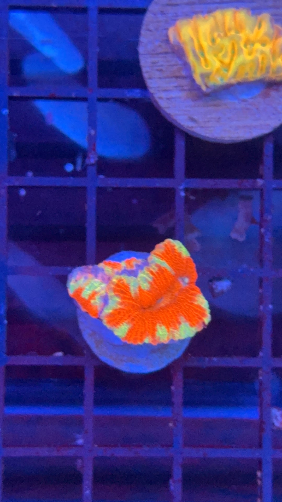 acanthastrea ultra 25