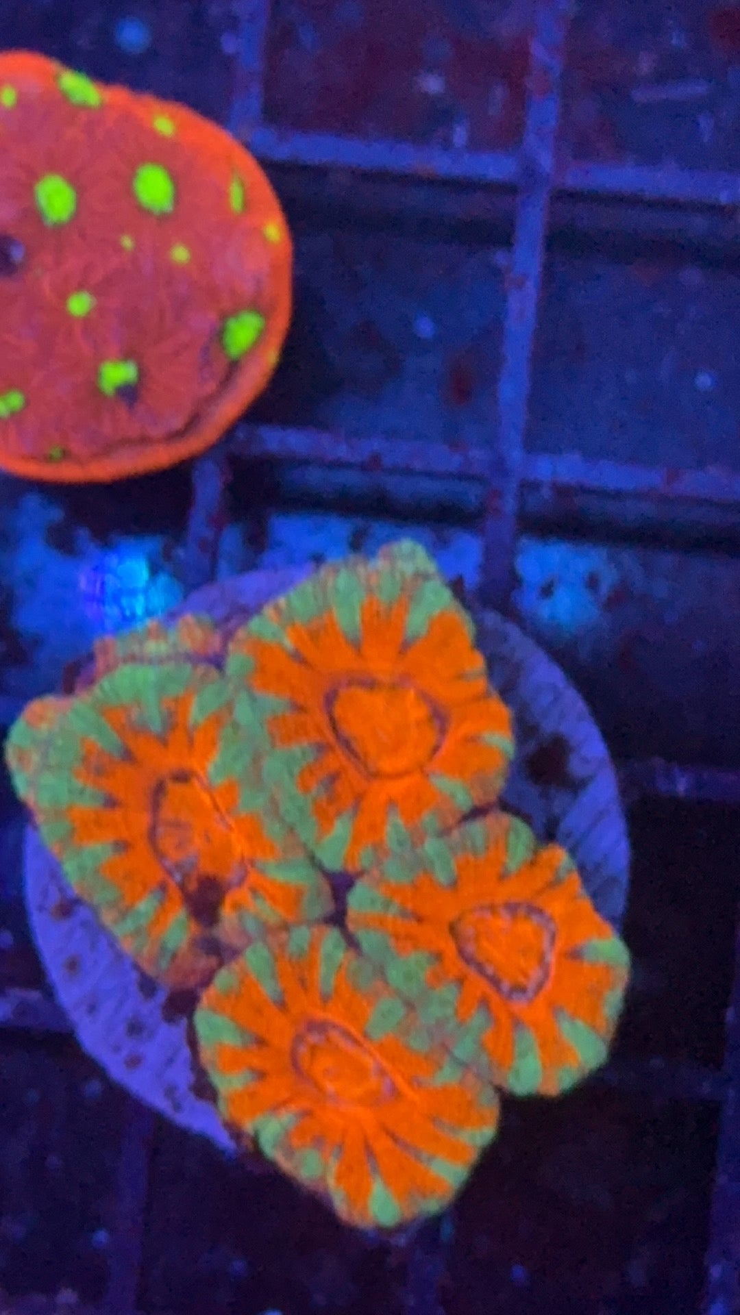 acanthastrea ultra 27