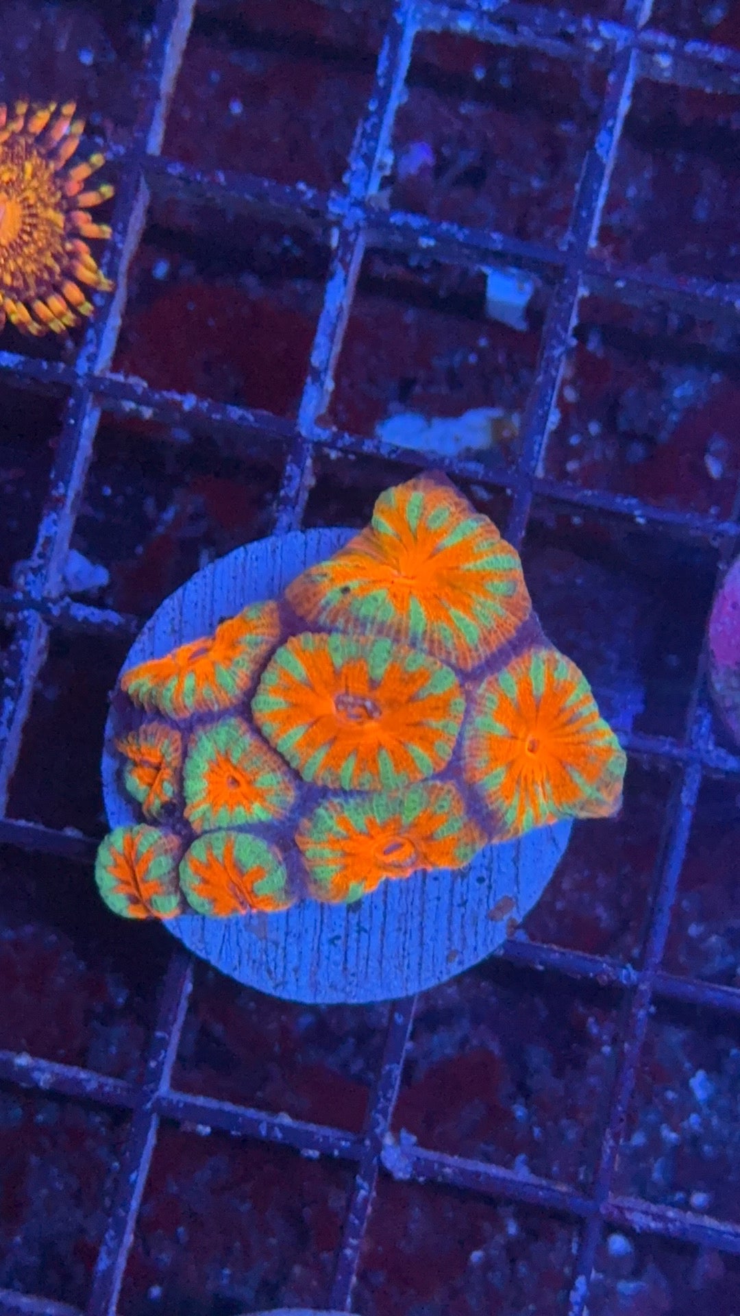 acanthastrea ultra 3