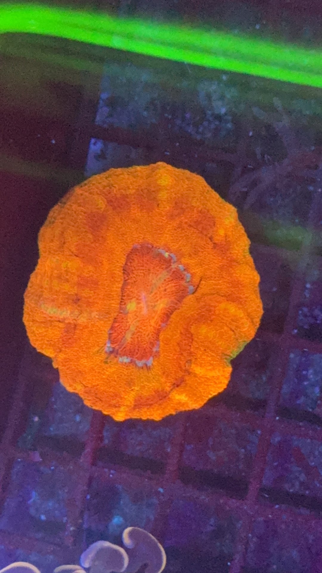 Scolymia Nano máster