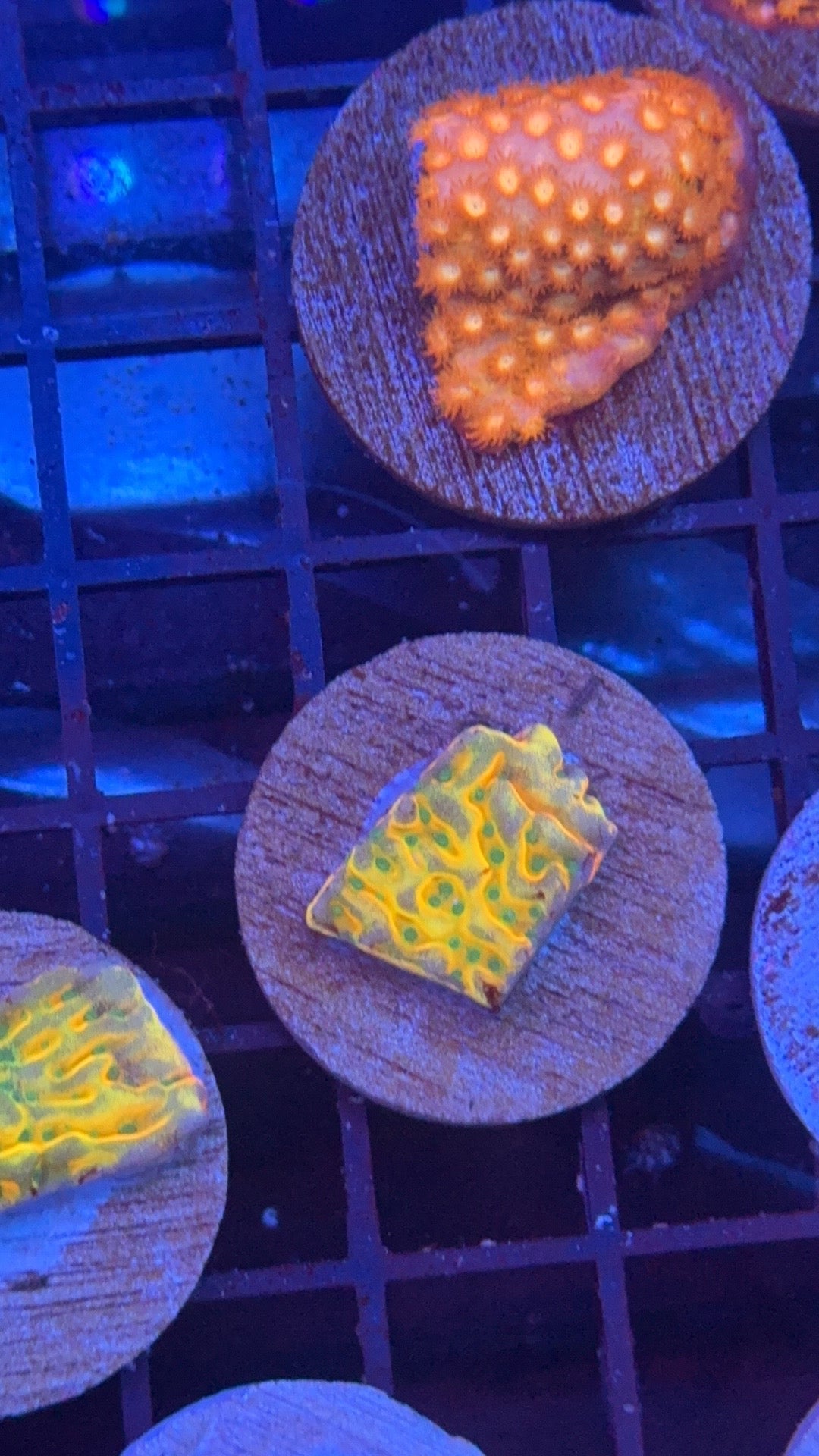 montipora beach boom 3