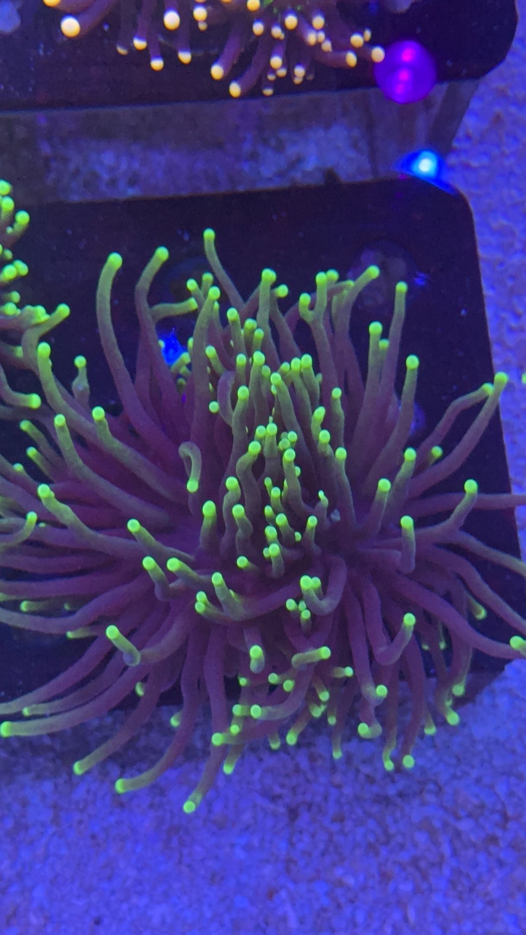 torch black lighting 2
