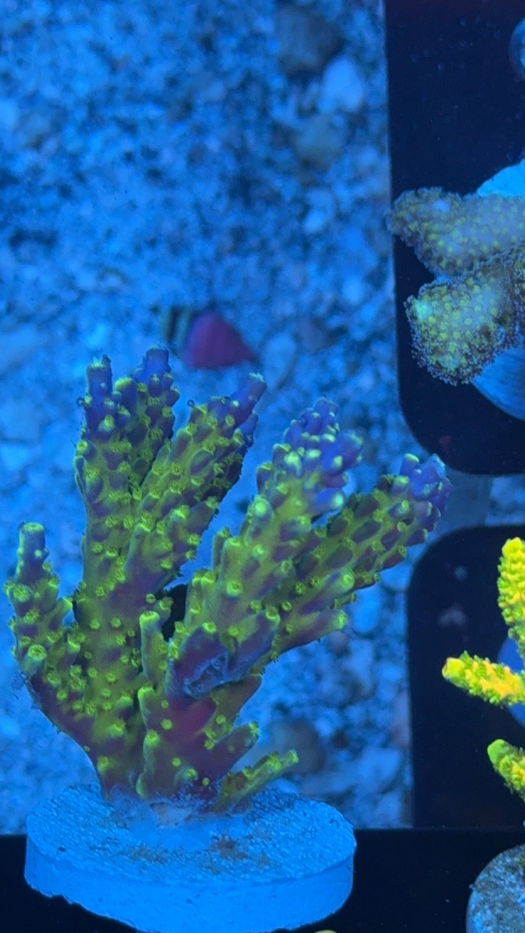 acropora blue lamborgini 1