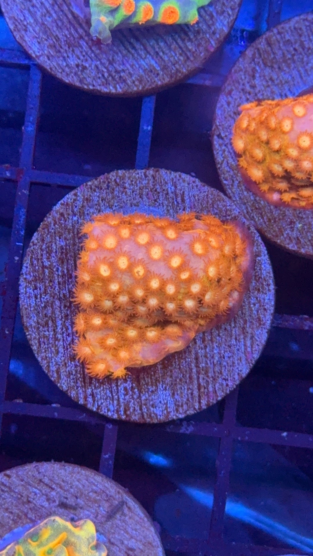cyphastrea coppertone 3