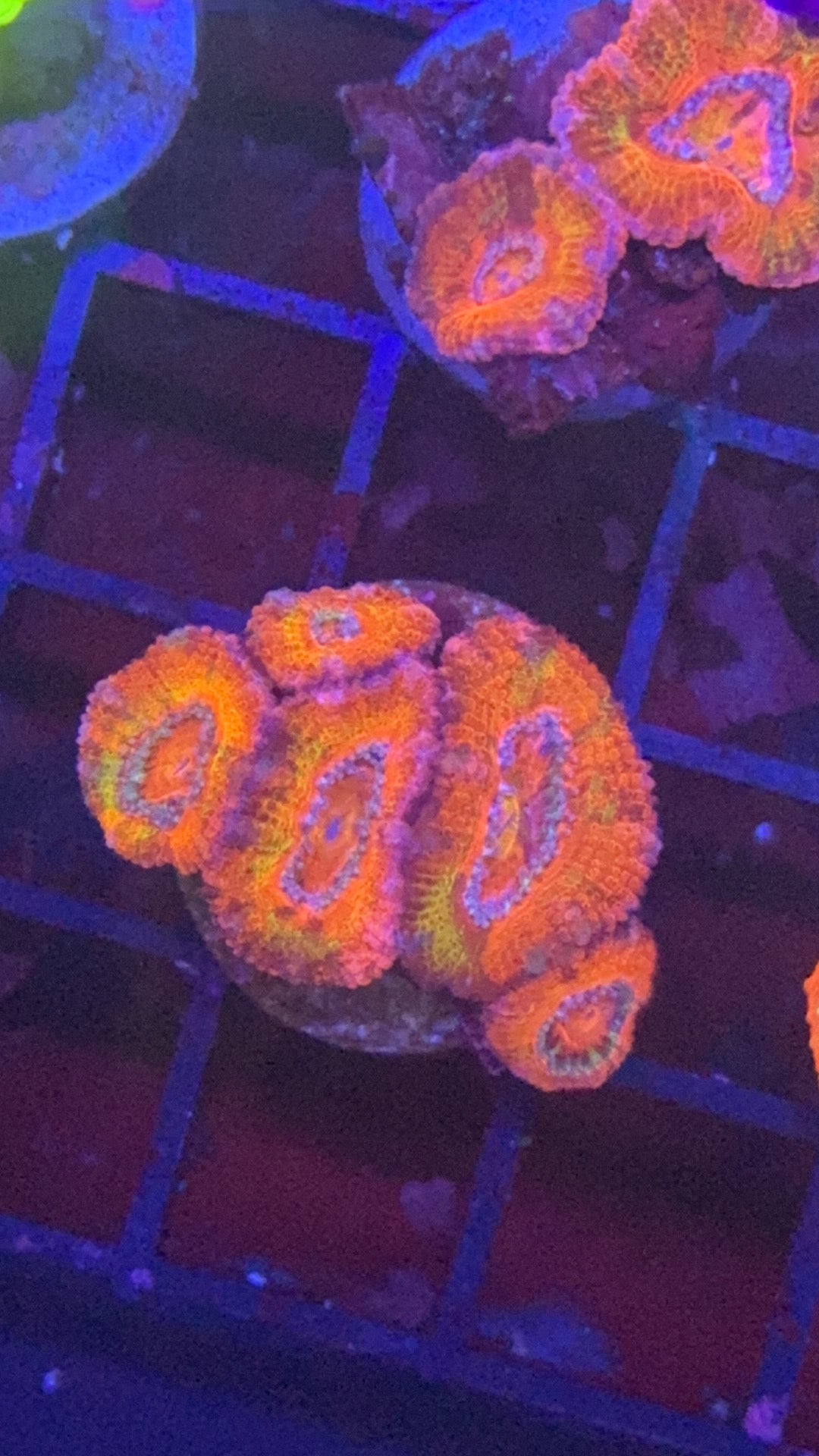 Acanthastrea candy crush