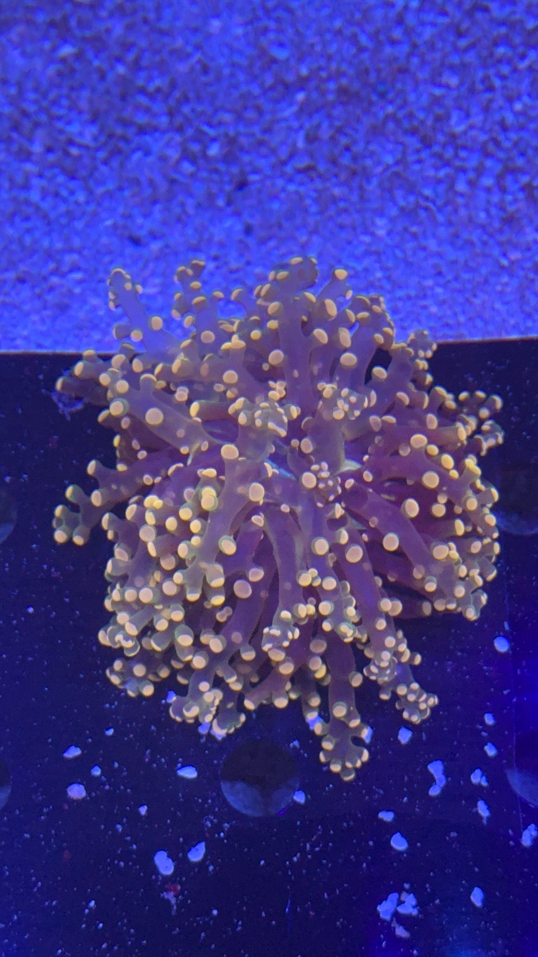 frogspawn pink tips