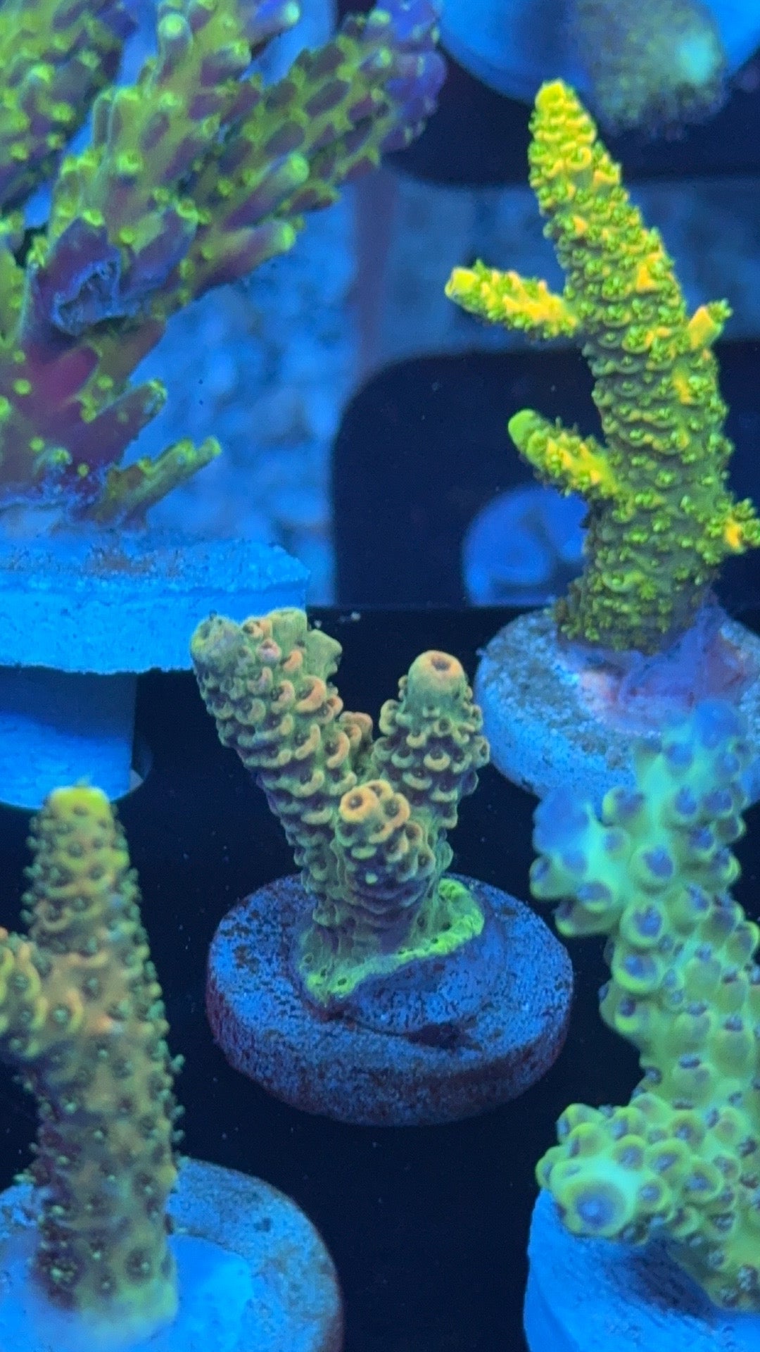 acropora habanero