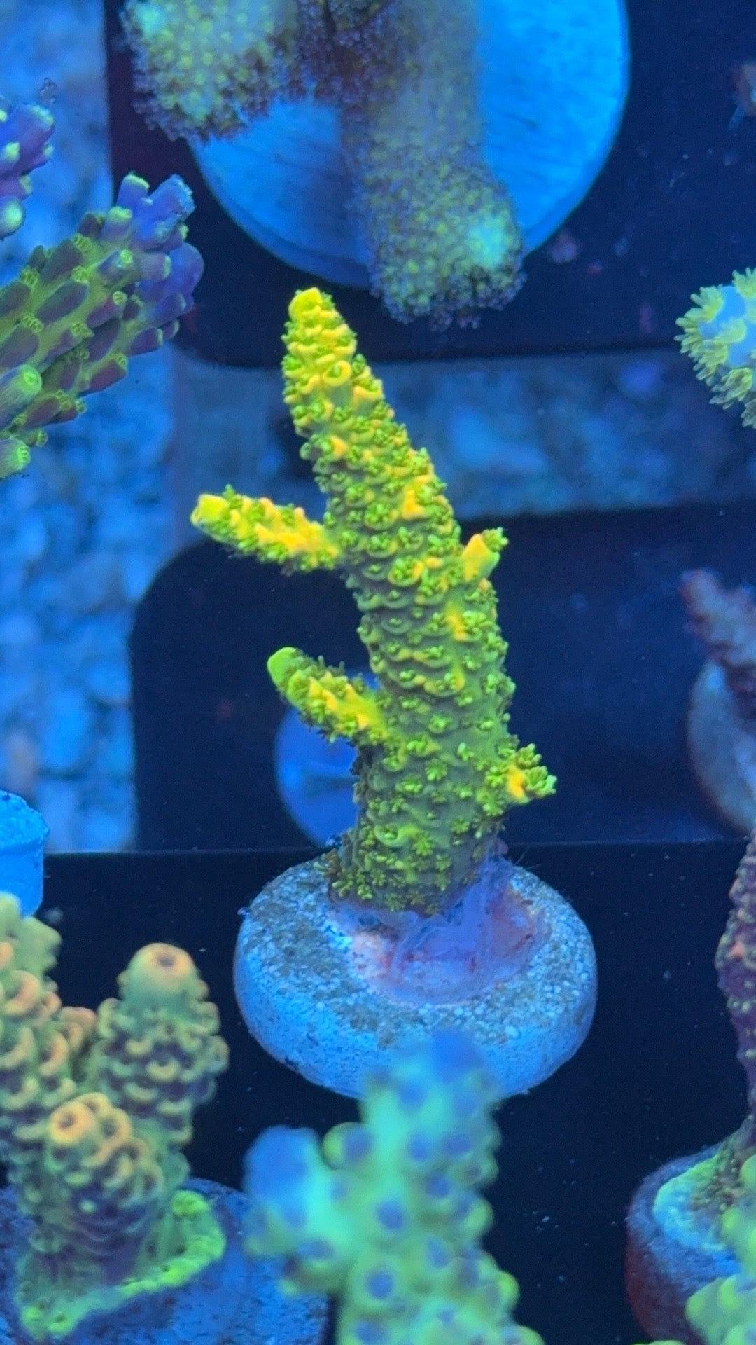 millepora mango tai