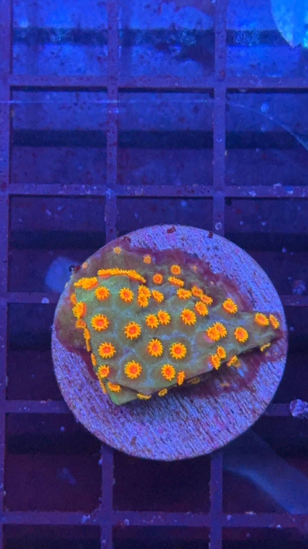 cyphastrea molten meteor 1