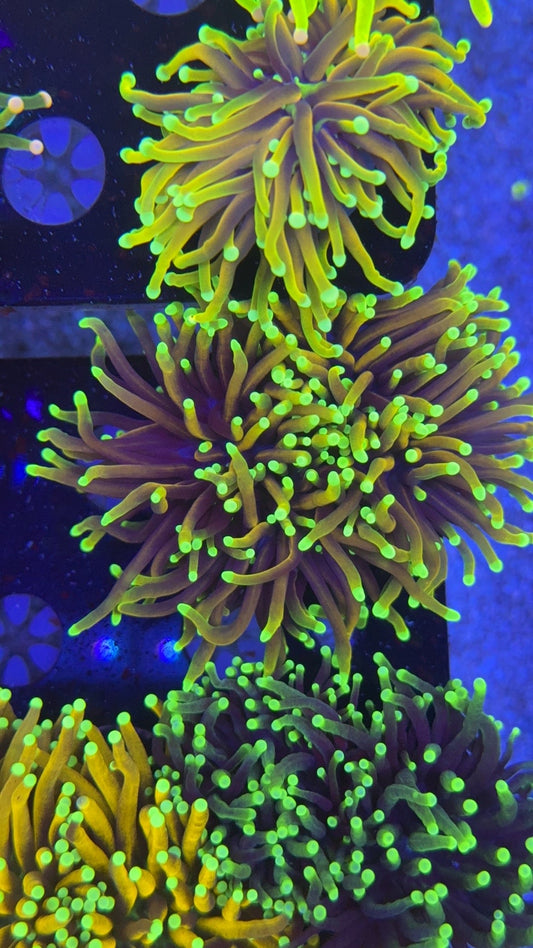 torch orange peel 1