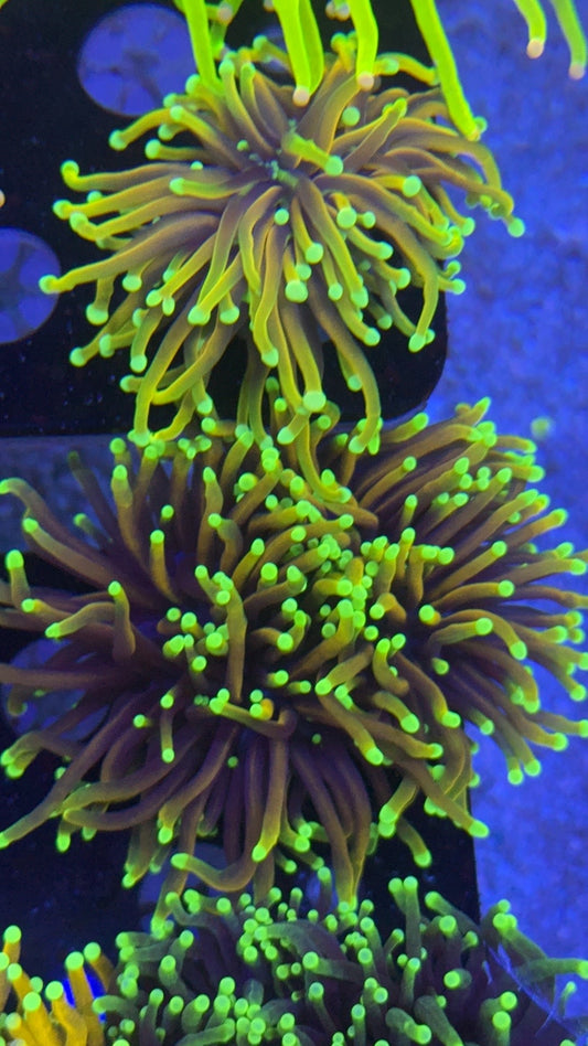 torch orange peel 6