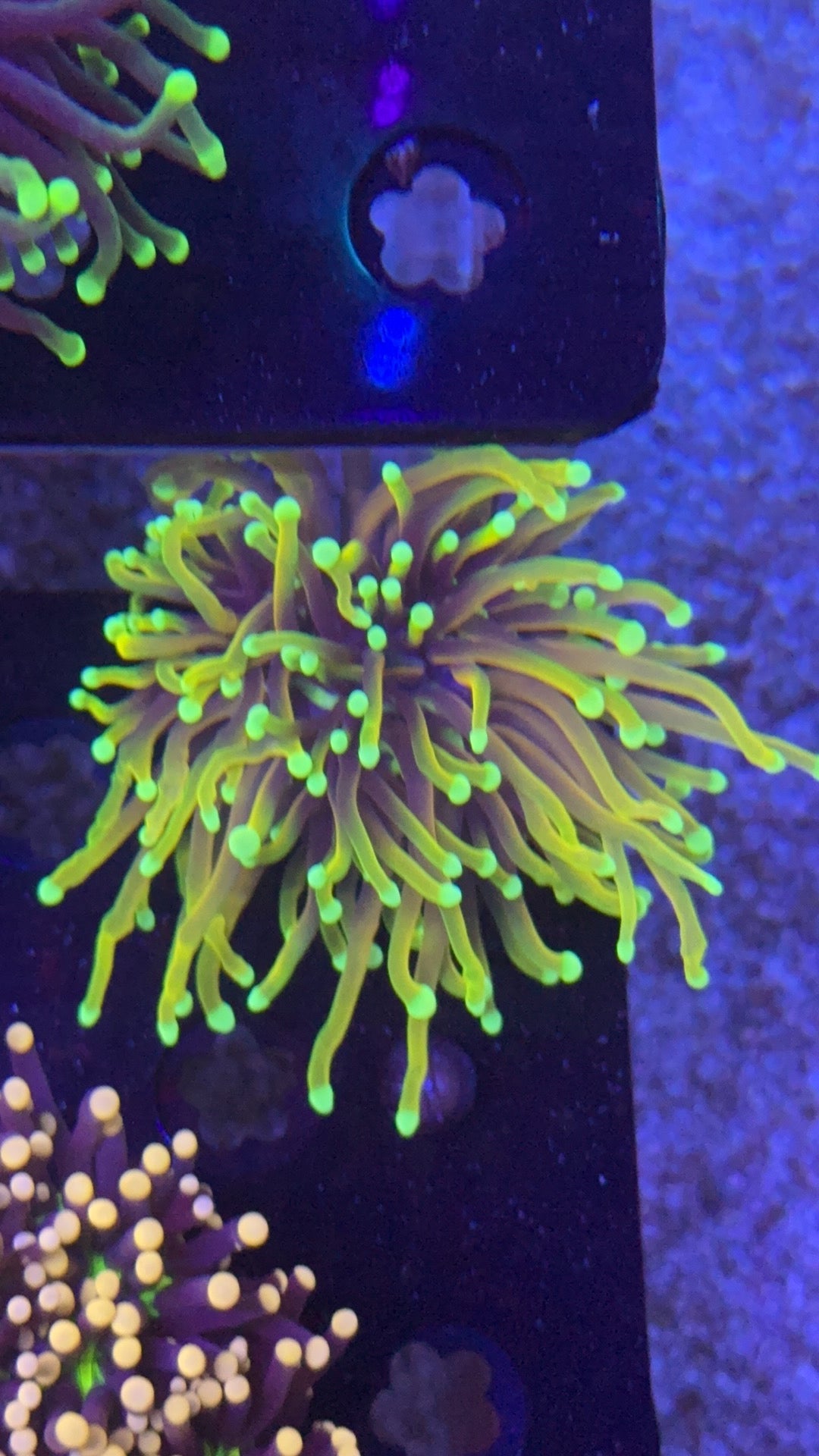 torch orange peel 9