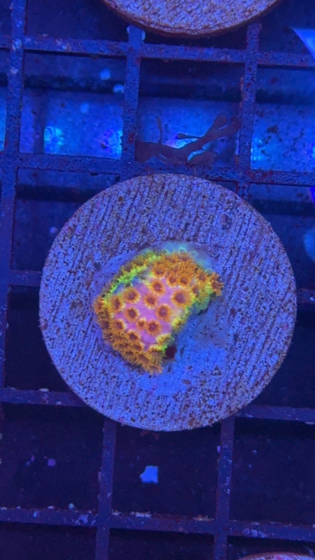 cyphastrea ecc rainbow splash
