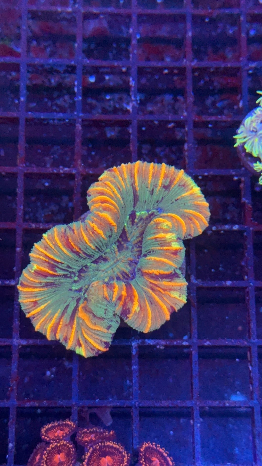 trachyphillia rainbow