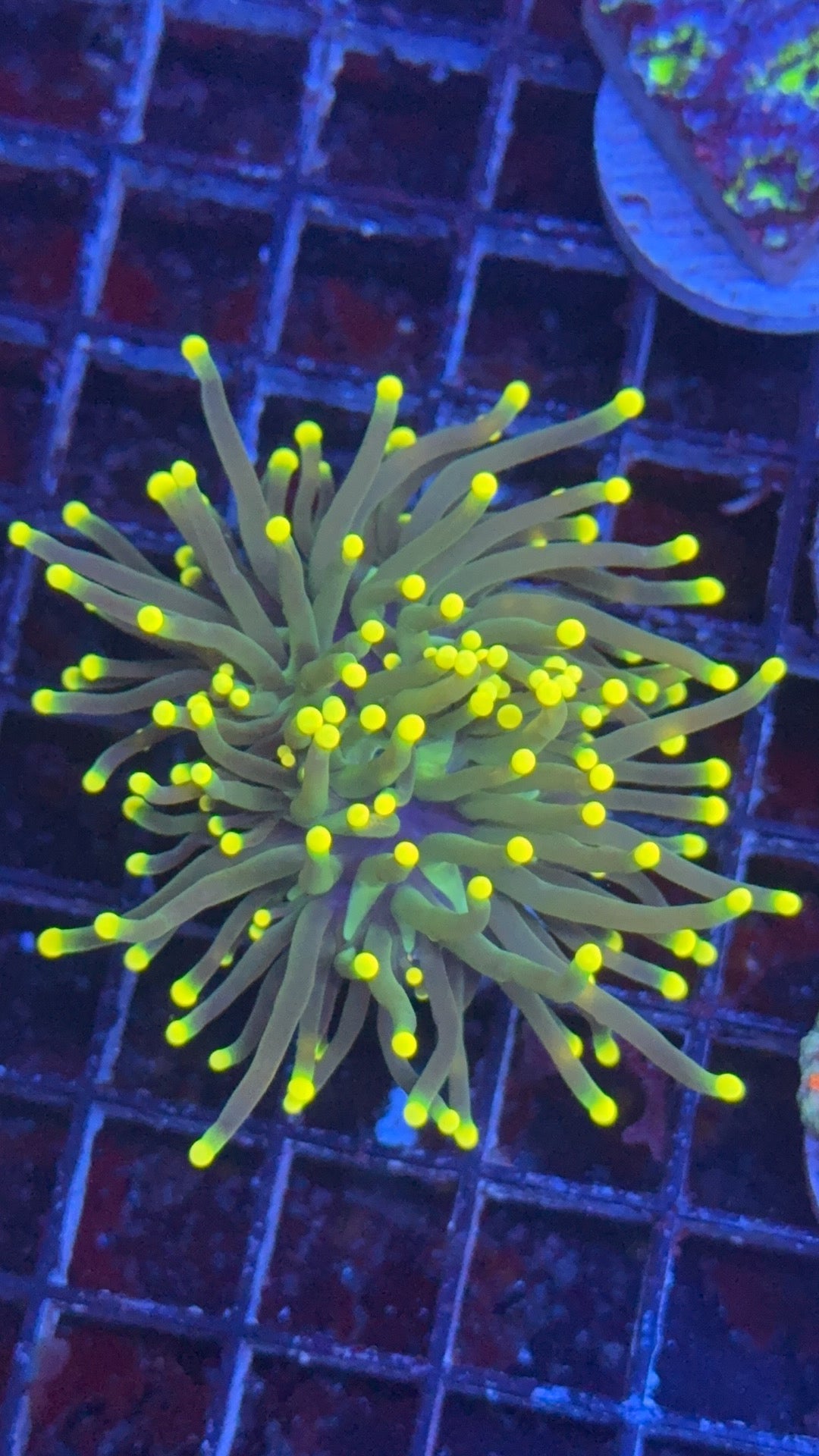 torch yellow mellow
