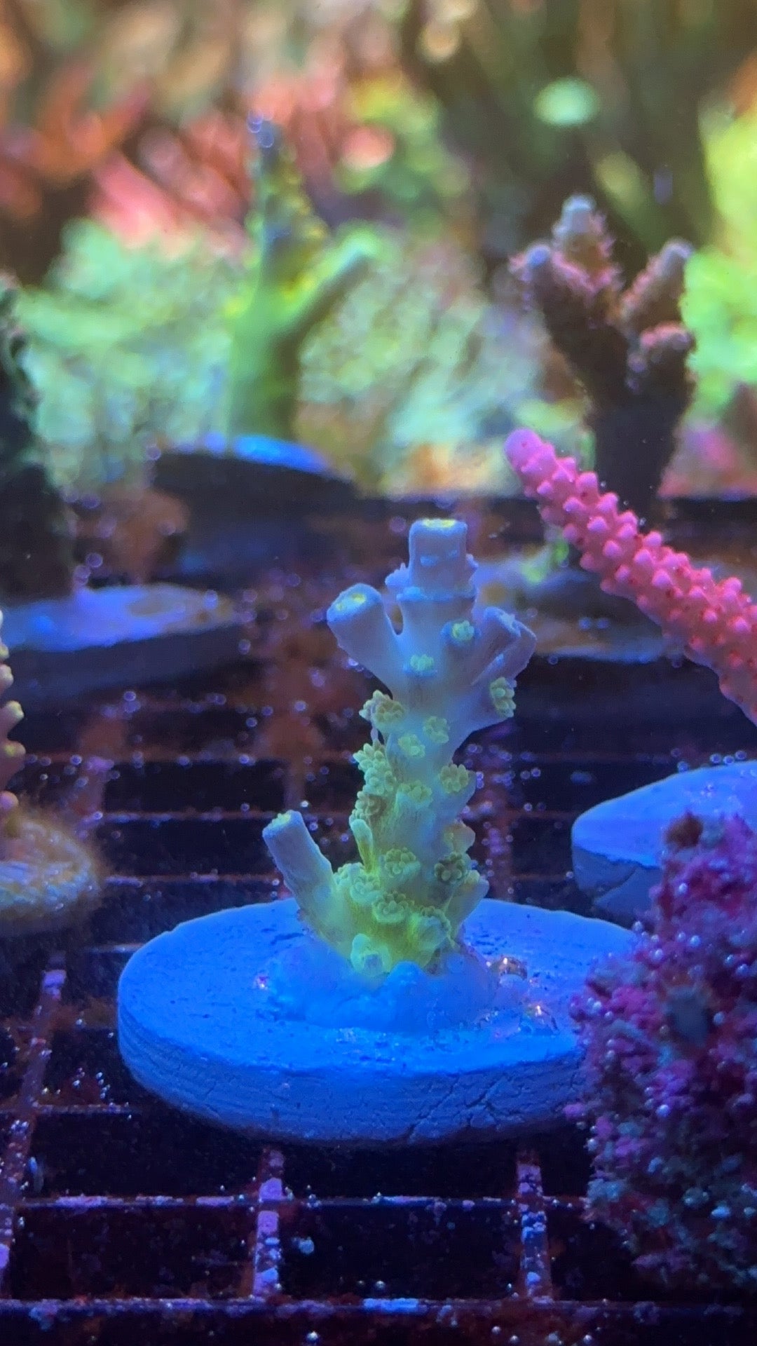 Acropora RN buzzlight year tenuis