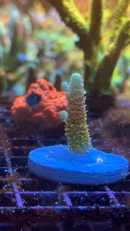 Millepora RN twist